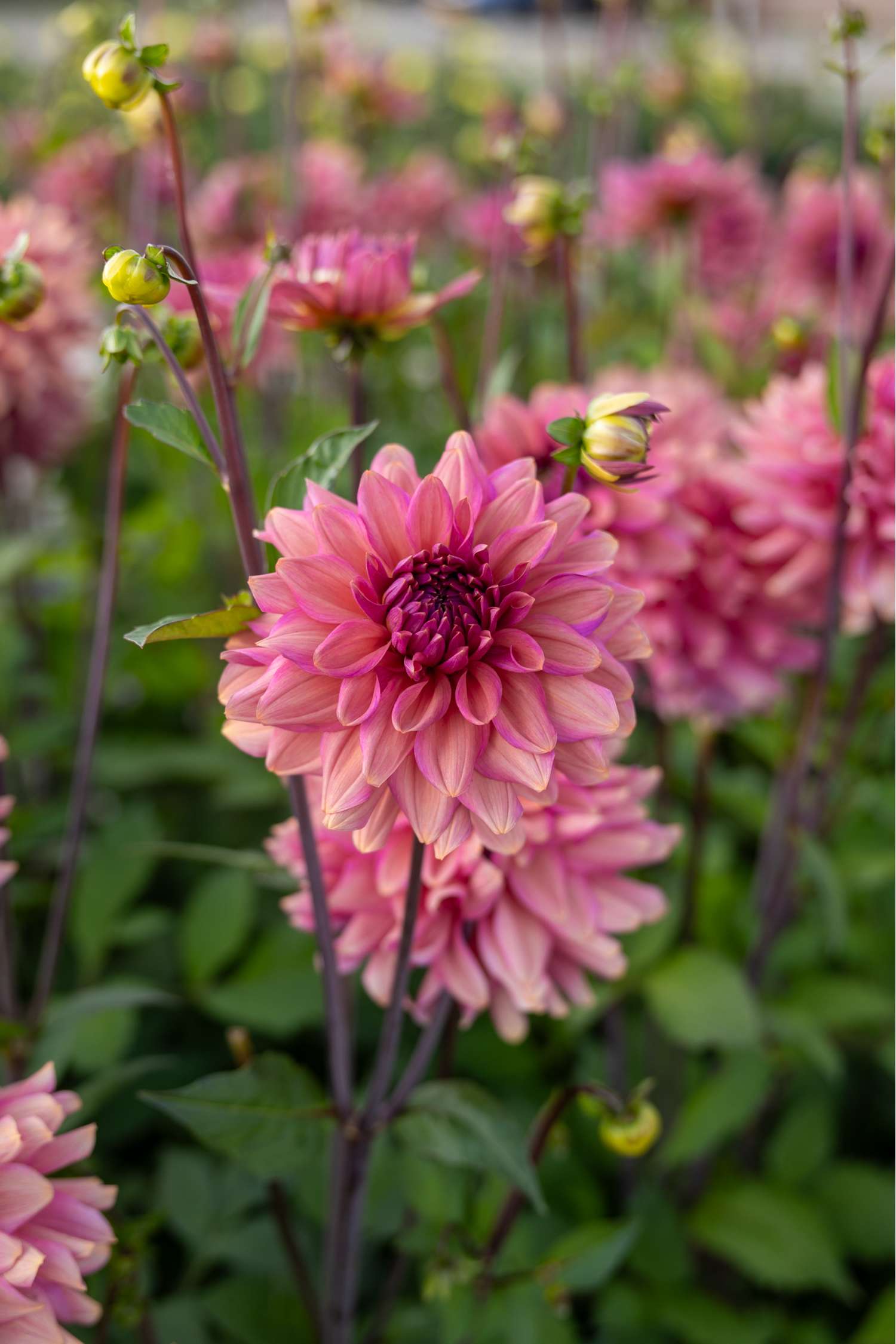 Daalia 'Negroni Sunset'